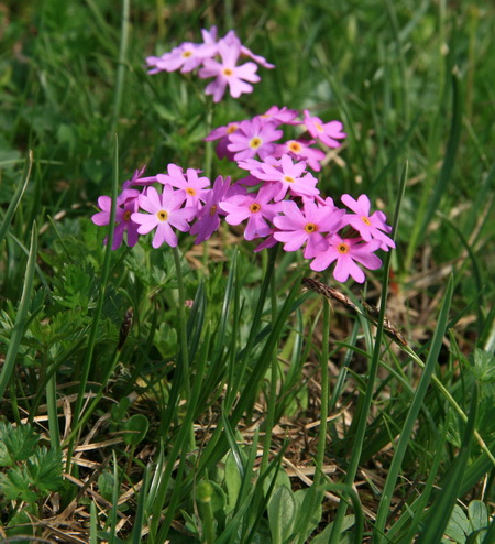 Primula farinosa North American Rock Garden Society